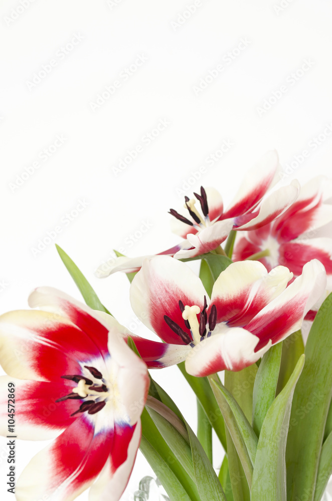 Red-white tulips. Spring flowers for the holiday.