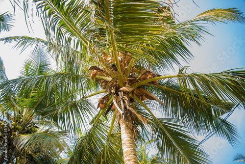 fresh coconut on palm tree