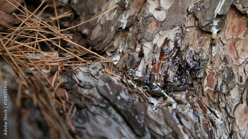 Ants running over a tree trunk. Close up. Crimea, Russia. Ants running over a tree trunk. Close up. Crimea, Russia.