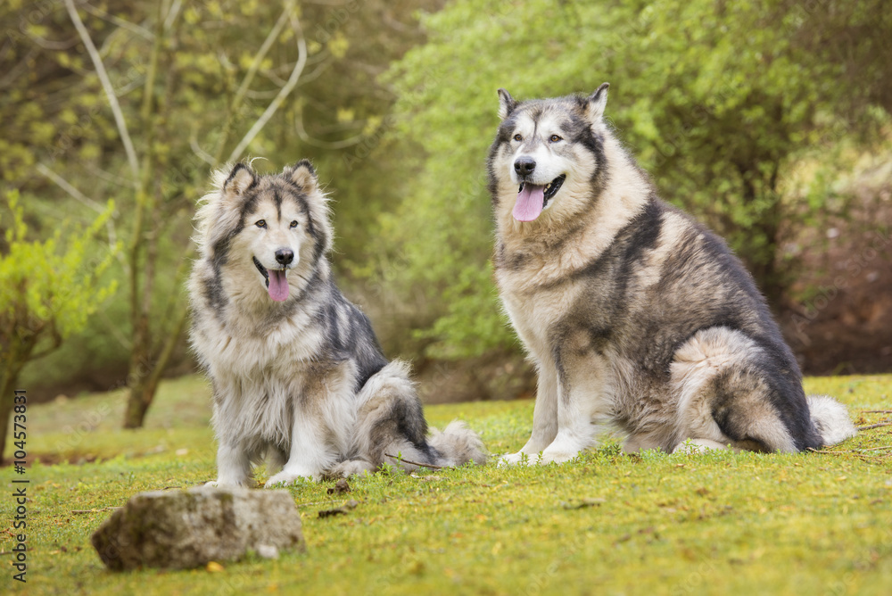 Couple of Alaskan Malamutes in a park Couple of Alaskan Malamutes in a park