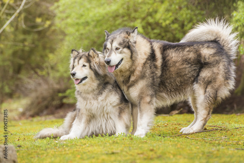Couple of Alaskan Malamutes in a park photo