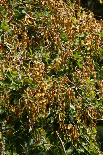 Früchte des Palisanderbaum (Dalbergia domingensis , Synonym Lonchocarpus sericeus) im Stadtgarten, Funchal, Madeira, Portugal photo