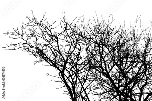 branches noires sur fond blanc Fototapeta