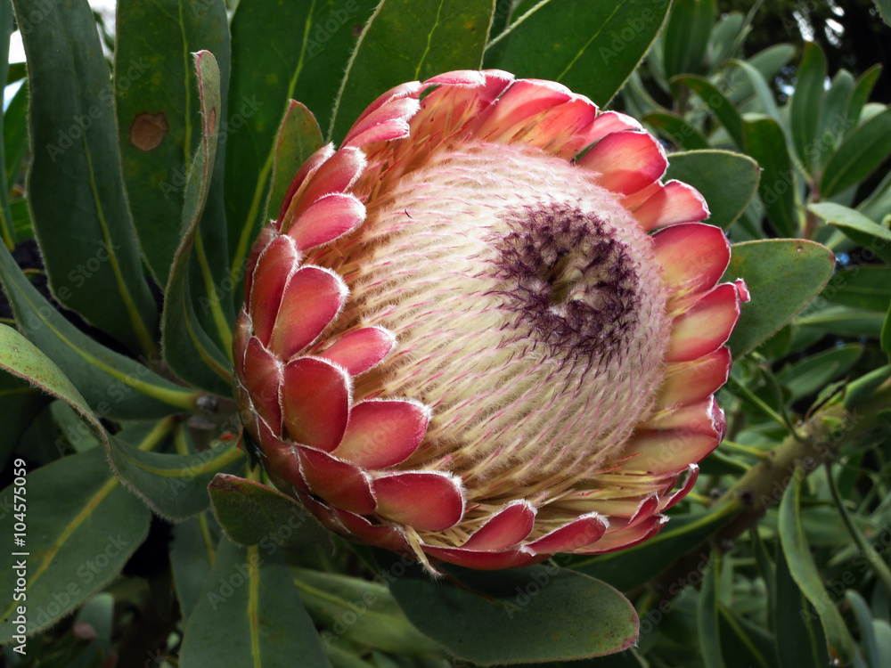 Protea Susara Stock Photo Adobe Stock