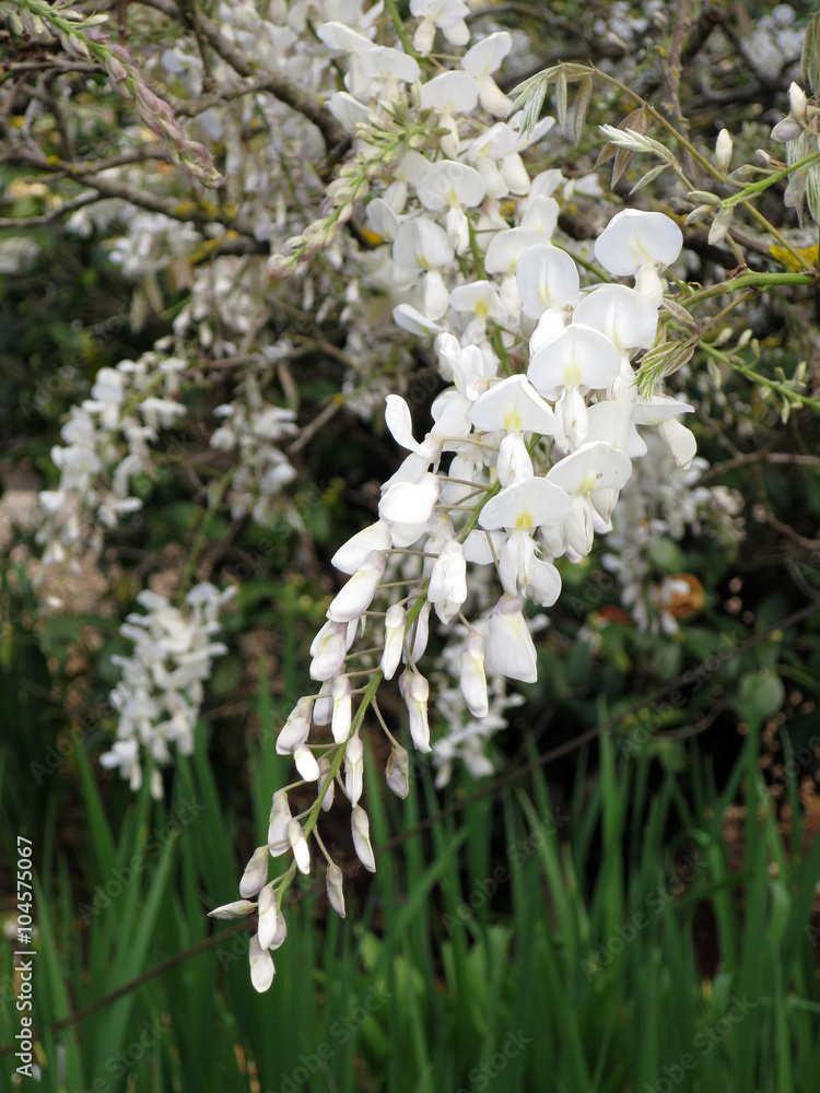 Chinesische Wisteria (Wisteria sinensis alba) Chinesische Wisteria (Wisteria sinensis alba)