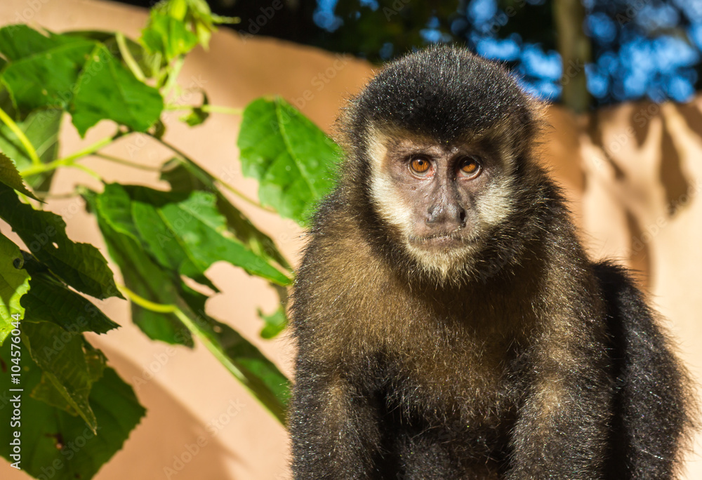 MACACO-PREGO SAPAJUS NIGRITUS – Rewild Brazil – The Brazilian