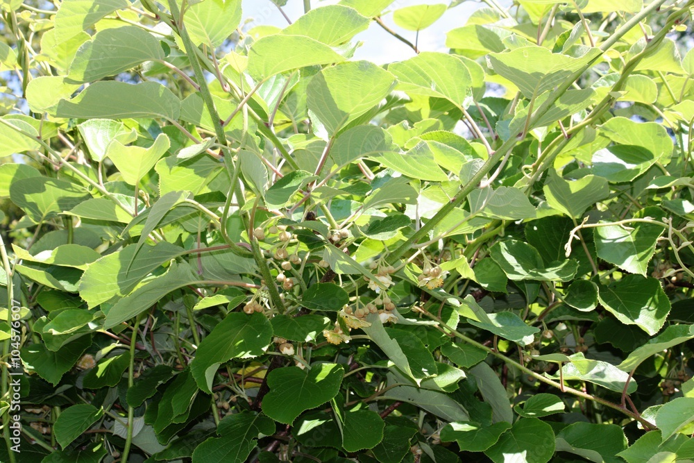 Obraz premium Kiwi plants under blue sky in spring