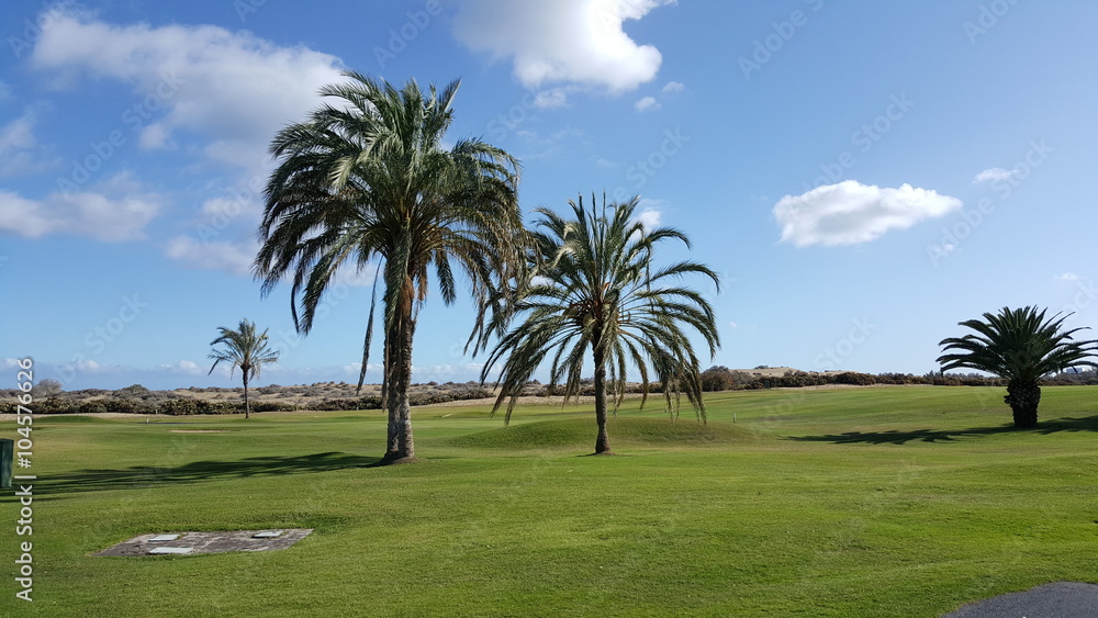 Palmy na polu golfowym