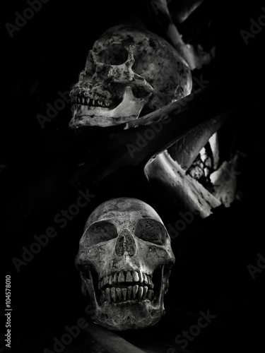 Still life skull © ritfuse
