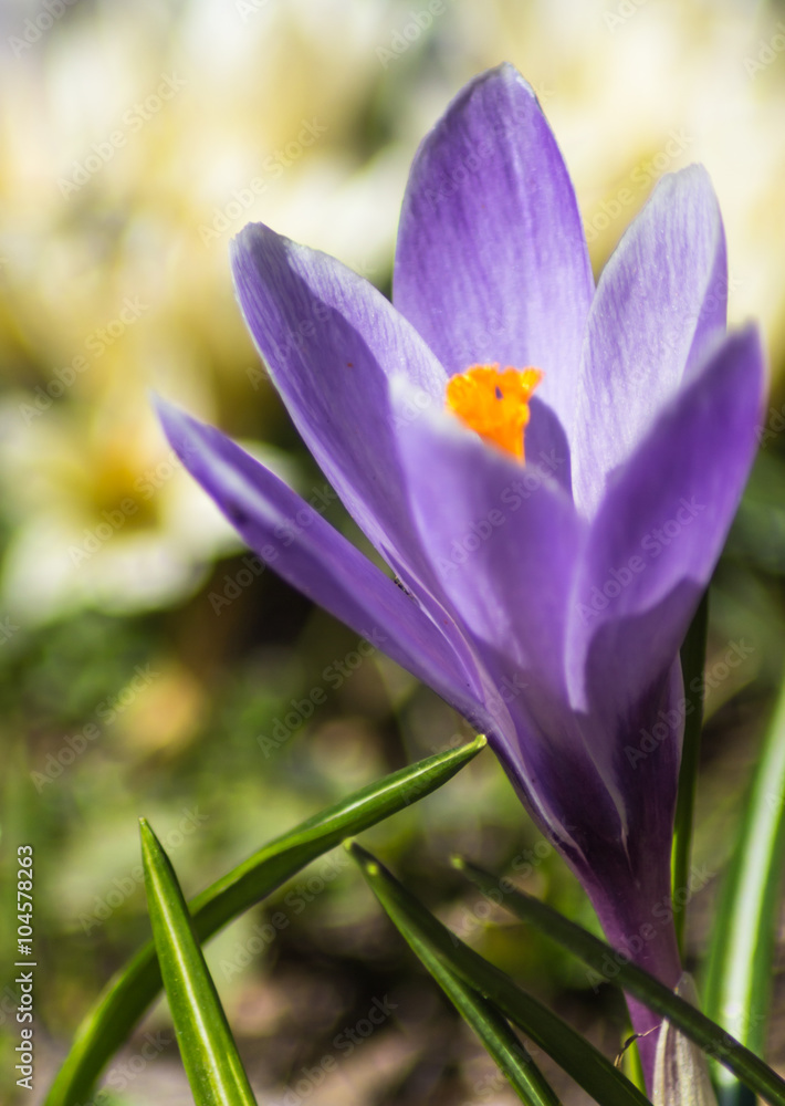 crocuses blooming in the botanical garden crocuses blooming in the botanical garden