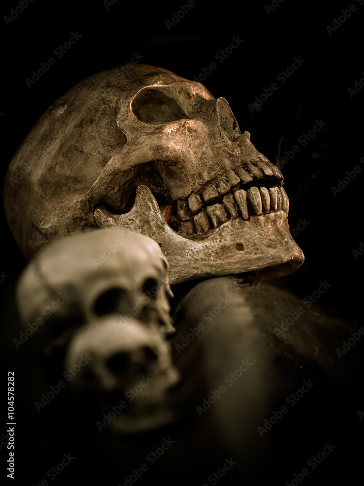 Still life skull Still life skull