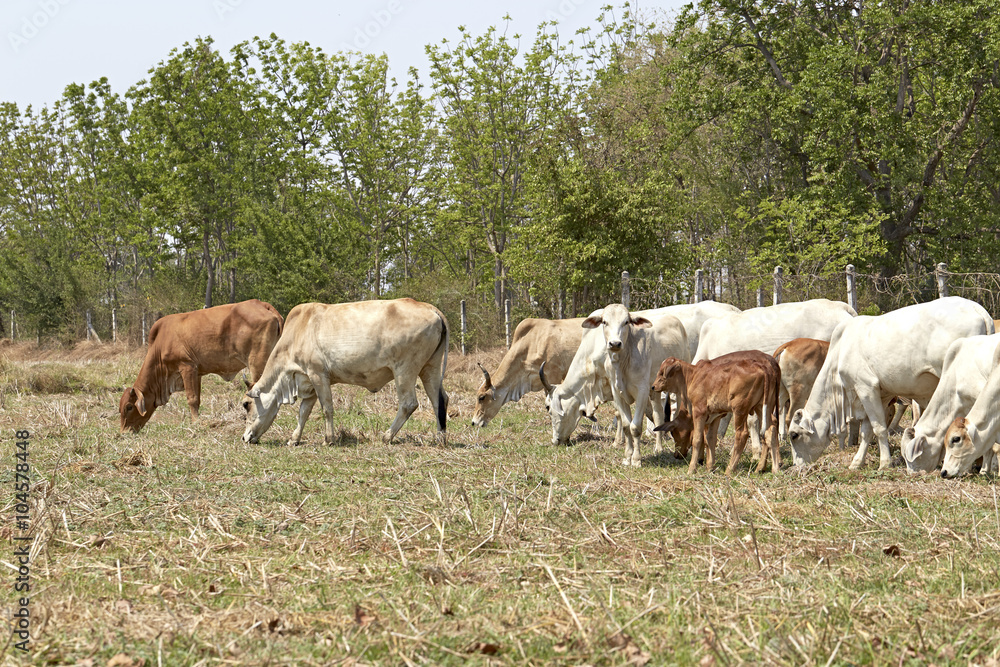 Herd of cows , thailand