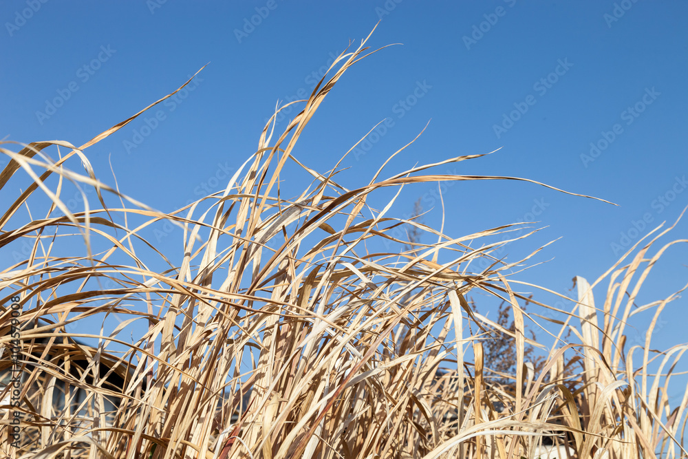 Obraz premium yellow dry grass field