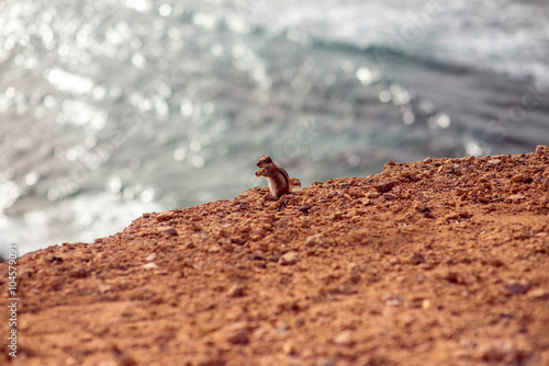 Moorish squirrel on Fuerteventura island in Spain © rh2010