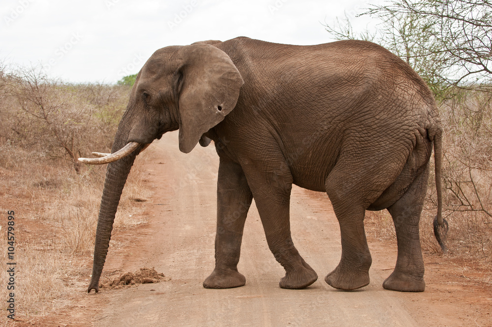 Obraz premium African elephant in Kruger park