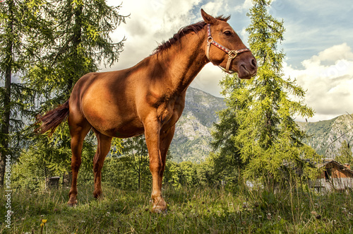 Fotografie cavallo in montagna