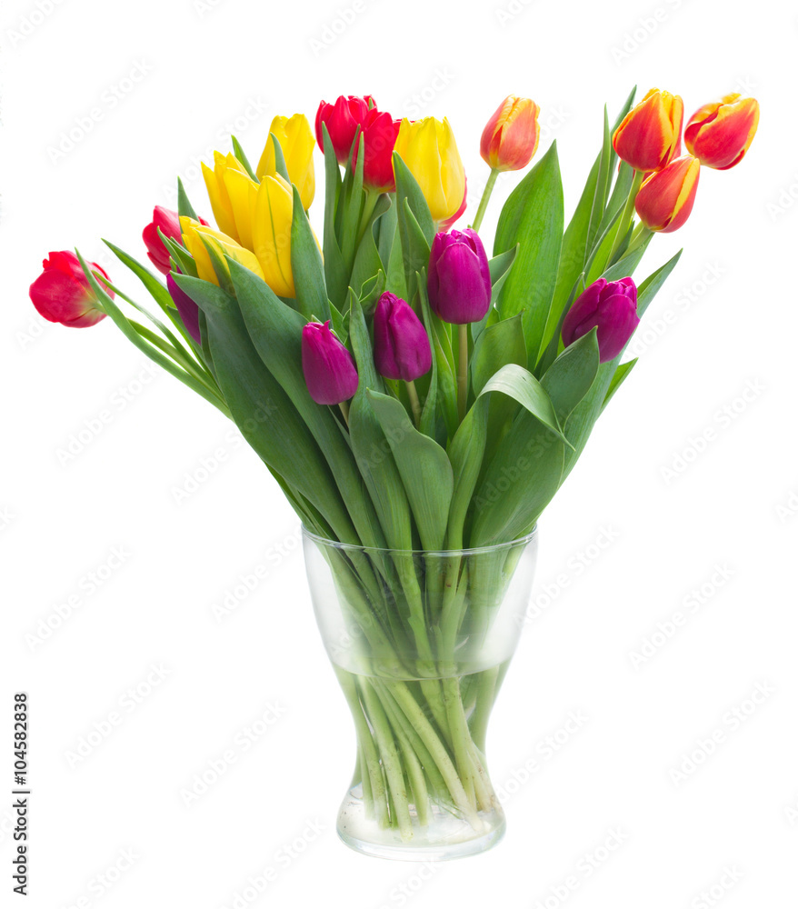 bouquet of yellow, purple and red tulips bouquet of yellow, purple and red tulips