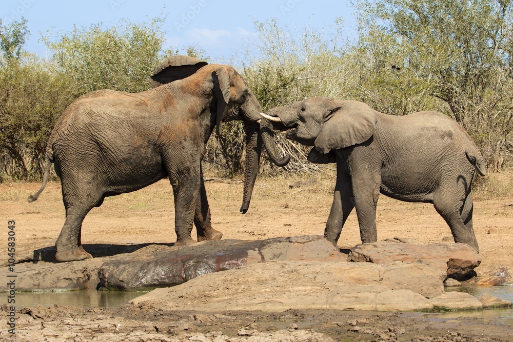 elephants playing at kruger national park elephants playing at kruger national park
