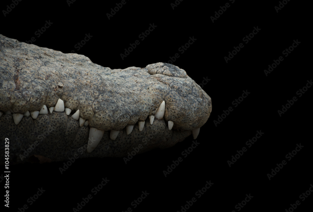 Obraz premium crocodile mouth