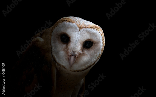 common barn owl ( Tyto albahead ) close up © anankkml