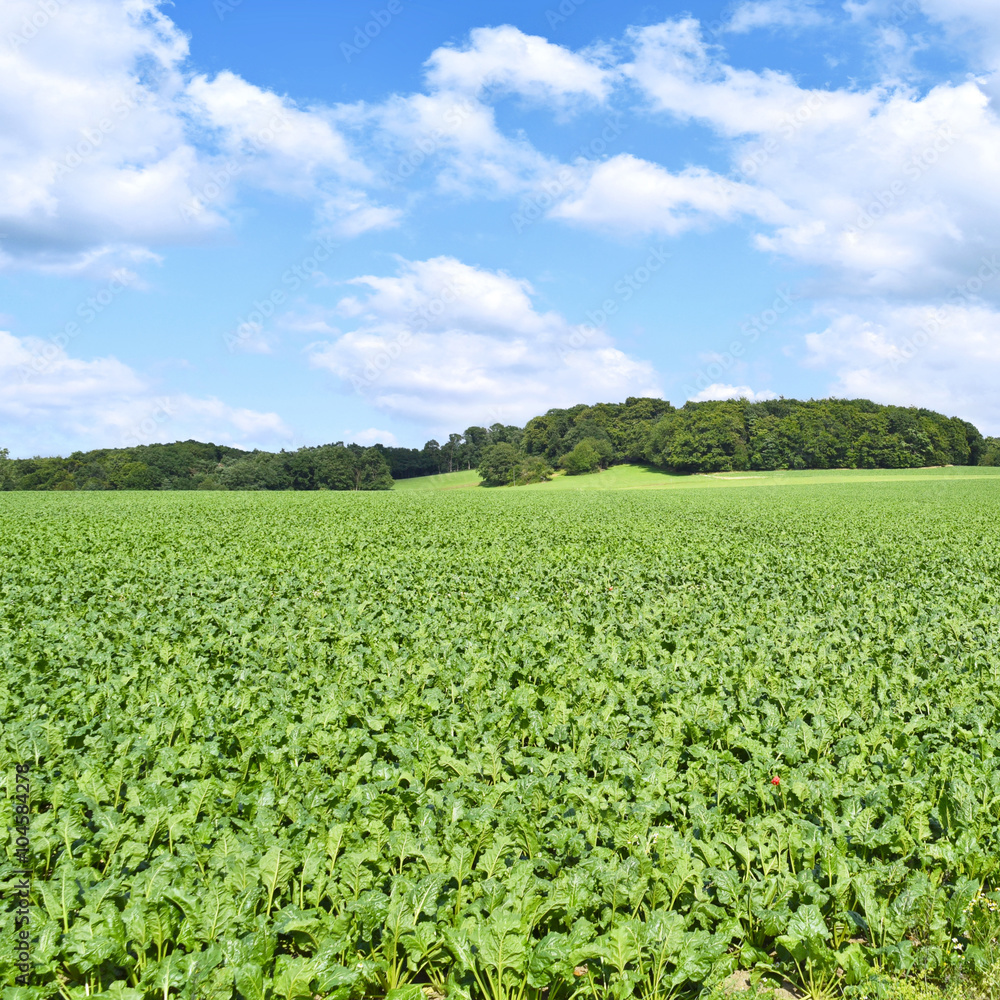 Beet field in the sun with blue sky and fluffy clouds. Farmland and forest in the background with copy space. Agriculture summer scene.