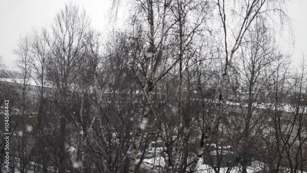 Large Flakes of Snow Falling on the Trees Large Flakes of Snow Falling on the Trees