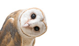 common barn owl ( Tyto albahead ) isolated