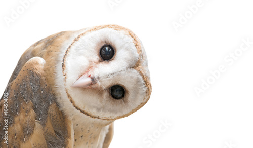 common barn owl ( Tyto alba...