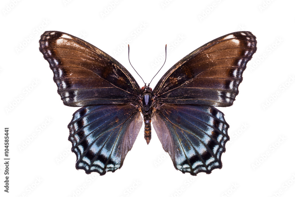 Naklejka premium Beautiful colorful butterfly with brown and light blue wings