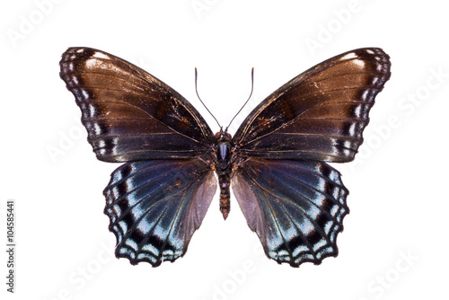 Beautiful colorful butterfly with brown and light blue wings
