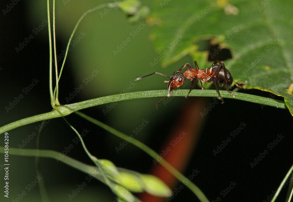 Naklejka premium Ant on a straw