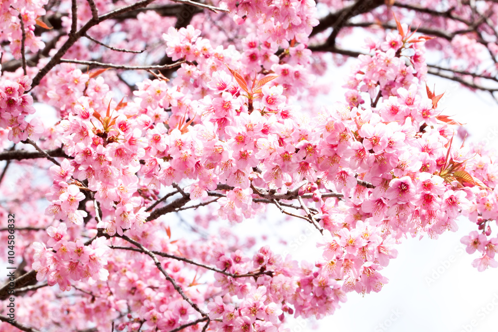 Wild Himalayan cherry blooming (Prunus cerasoides)