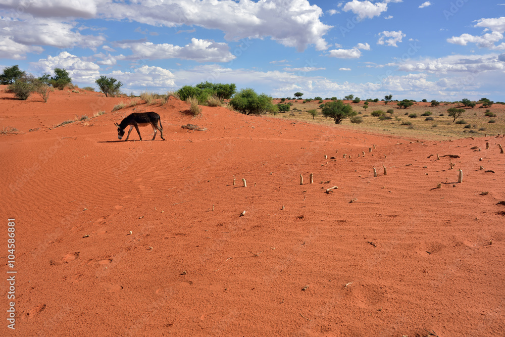 Kalahari desert, Namibia, Africa