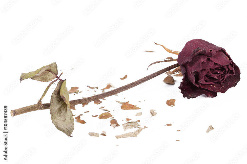 Naklejka premium Withered rose on isolated white background