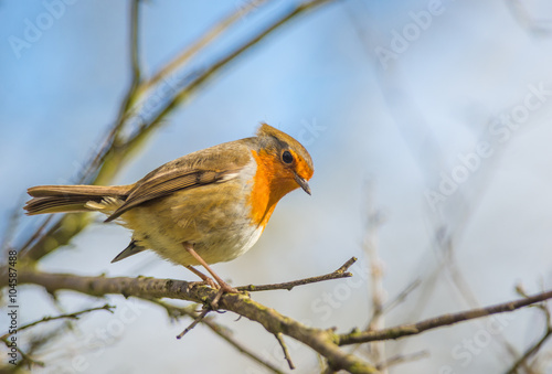 Little robin bird looking down from a tree branch