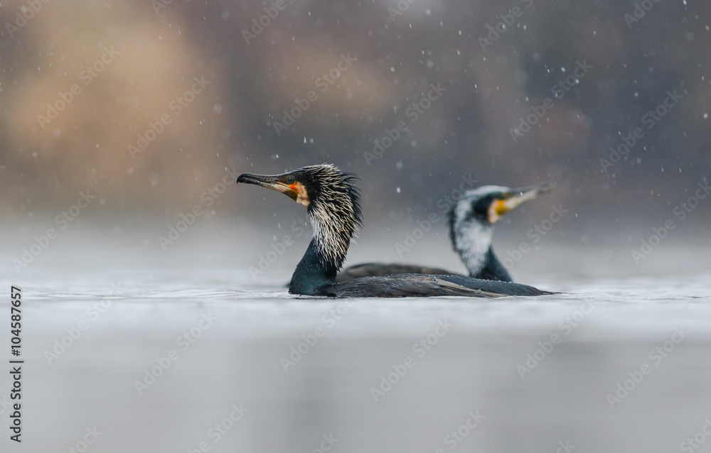 Fototapeta premium śnieżne kormorany
