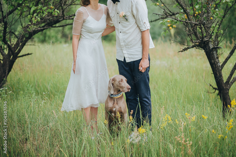Obraz premium couple in wedding attire and hunting dog breed are in the field at sunset