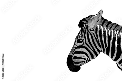 Of a zebra head. Horse Zebra isolated on white background.  Mammals are animals. Herbivorous  African animals. 