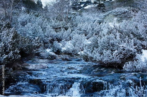 Holidays evergreen needles