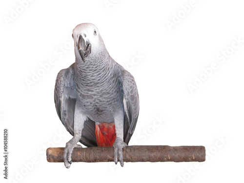 African grey parrot isolated on white background