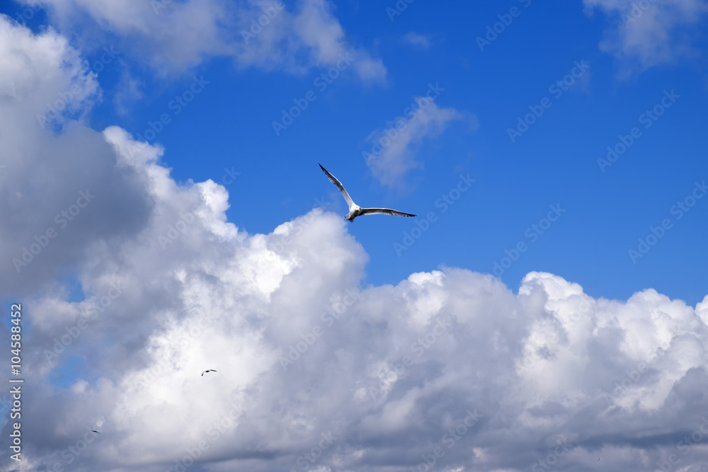 Obraz premium A single sea gull flying in the blue sky with clouds.