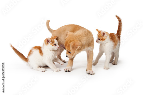 Two Kittens and a Puppy Together on White
