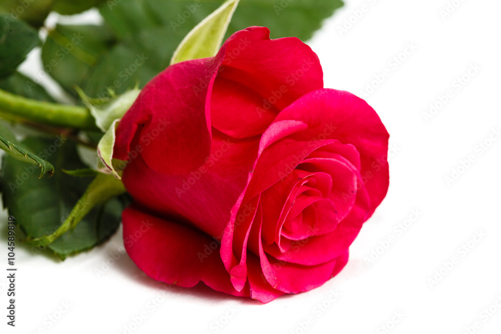 Fototapeta premium the flower a rose on a white background