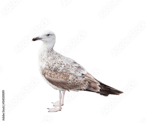 Sea gull, isolated on white background