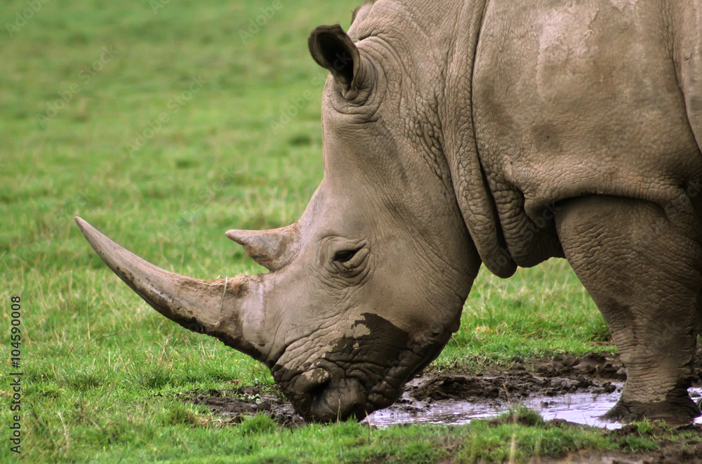 Fototapeta premium Drinking Rhino