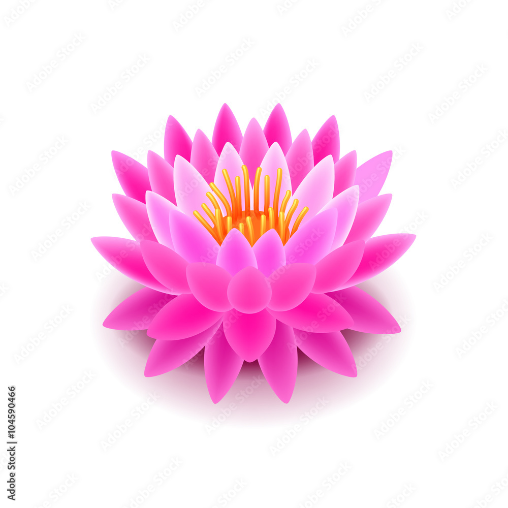 Fototapeta premium Lotus flower isolated on white vector