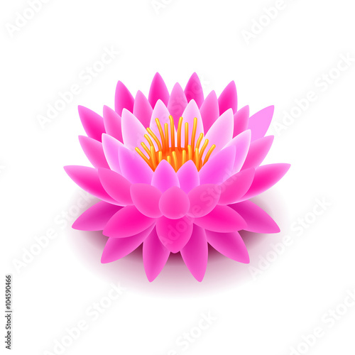 Lotus flower isolated on white vector