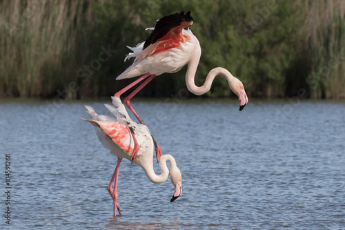 Mating flamingo couple, Camargue, France