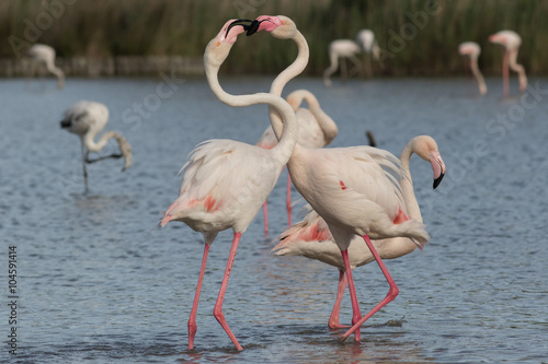 Flamingo couple, Camargue, France