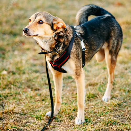 Three Legged Dog. Outdoor Dog Portrait With Only Three Legs